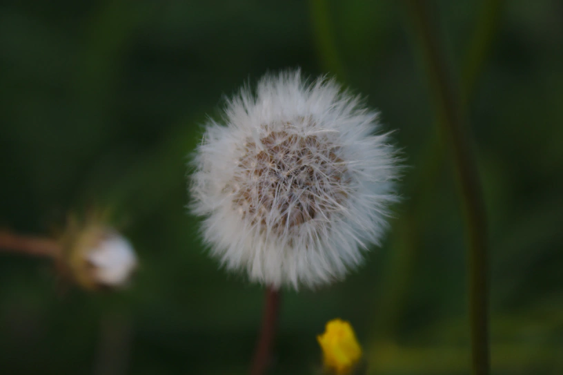 Eine Pusteblume und grüner Hintergrund.