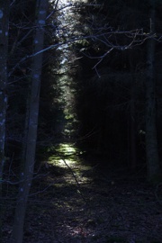 2015-01-13_sunglare_woods_4-cover.jpg