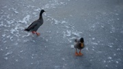 cover-enten-auf-eisflaeche.jpg