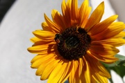 2020-08-04-sonnenblume-cover.jpg