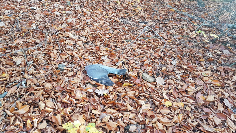 Eine tote Taube liegt im Herbstlaub auf dem Waldboden.