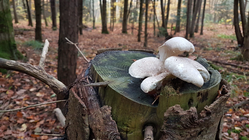 Weiße Pilze auf einem Baumstumpf wachsend.