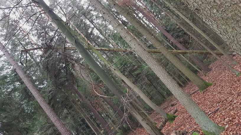 Bäume im Wald. Fokus auf einen schiefen Baum.