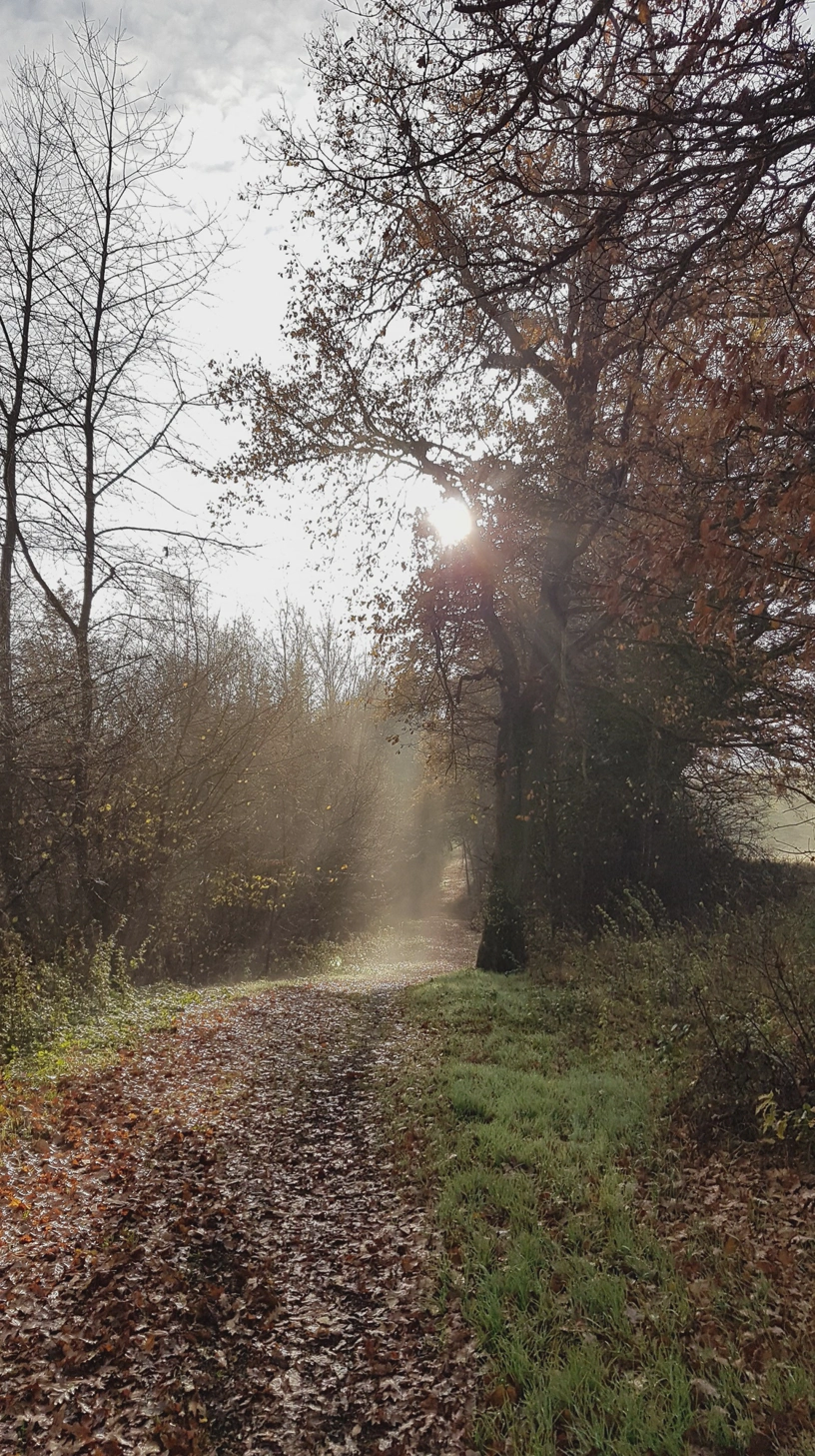 Waldweg mit Bäumen links und rechts und Sonnenstrahlen, die genau auf den Weg zeigen.
