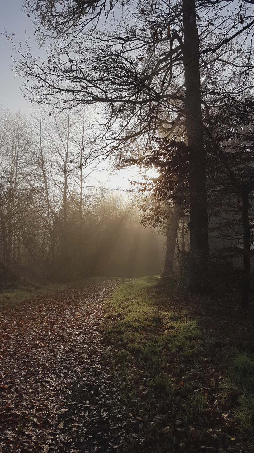 Waldweg mit Bäumen links und rechts und Sonnenstrahlen, die genau auf den Weg zeigen.