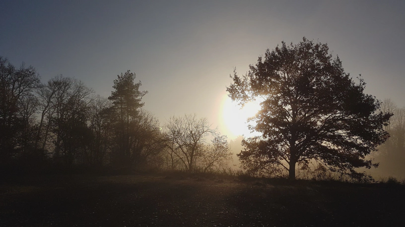 Sonnenaufgang hinter Nebel. Dazu mehrere Bäume.