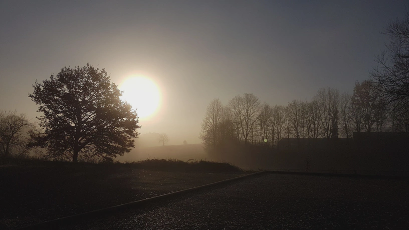 Sonnenaufgang hinter Nebel. Dazu mehrere Bäume.