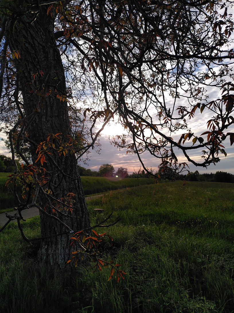 Ein schöner Baum. Dahinter ist die Sonne teilweise zu sehen.