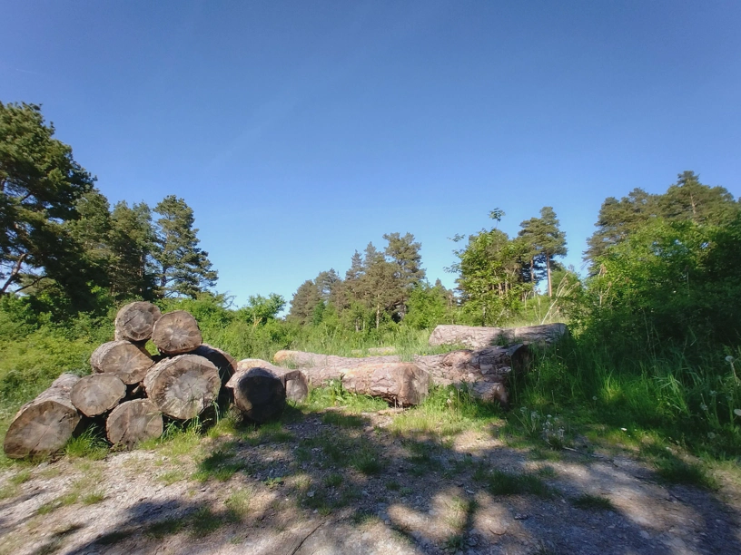 Im Vordergrund gefällte Baumstämme, im Hintergrund der Wald des Naturschutzgebiets.