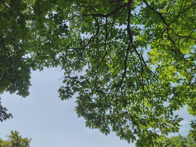 Nach oben fotografier in den Pausenbaum über der Pausenbank.