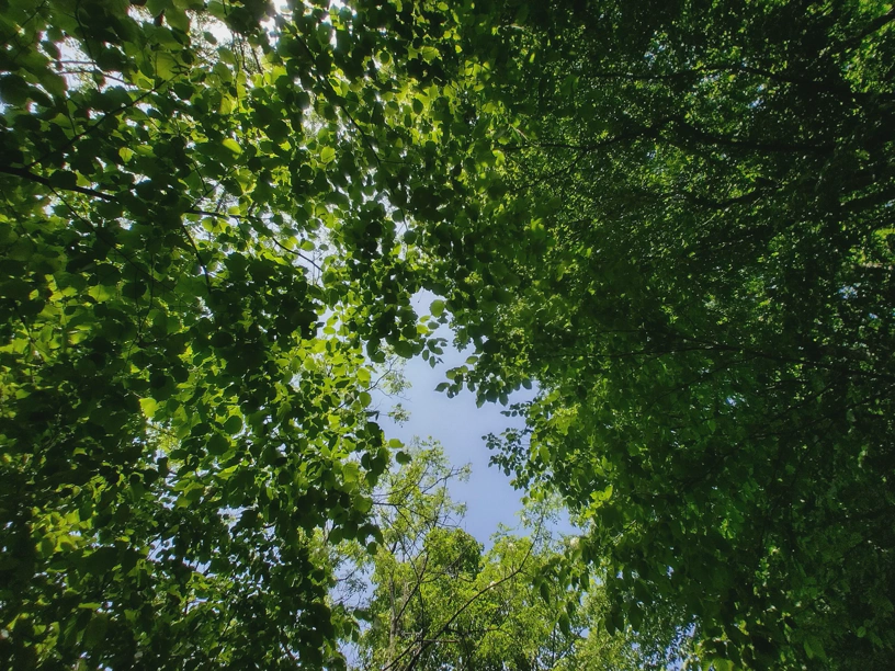 In den Pausenbaum nach oben hinein fotografiert.
