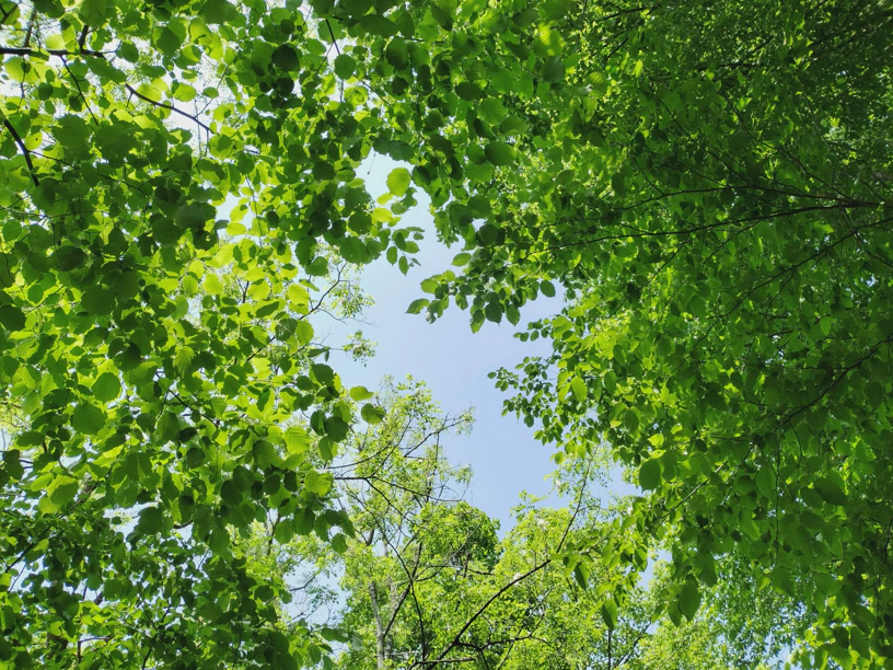 In den Pausenbaum nach oben hinein fotografiert mit Weitwinkel.