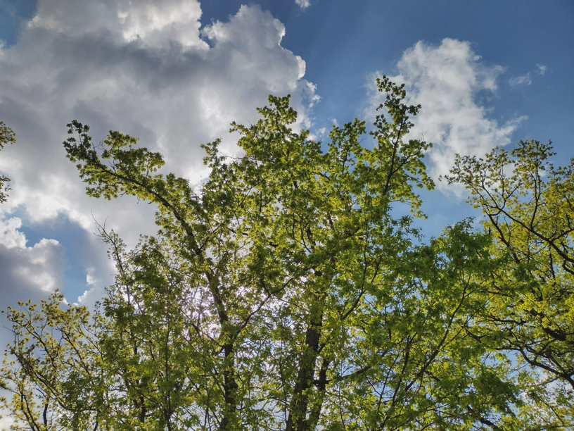 Pausenbaum mit blauem Himmel und Sonne, die durch den Baum hindurch in Richtung Kamera scheint.