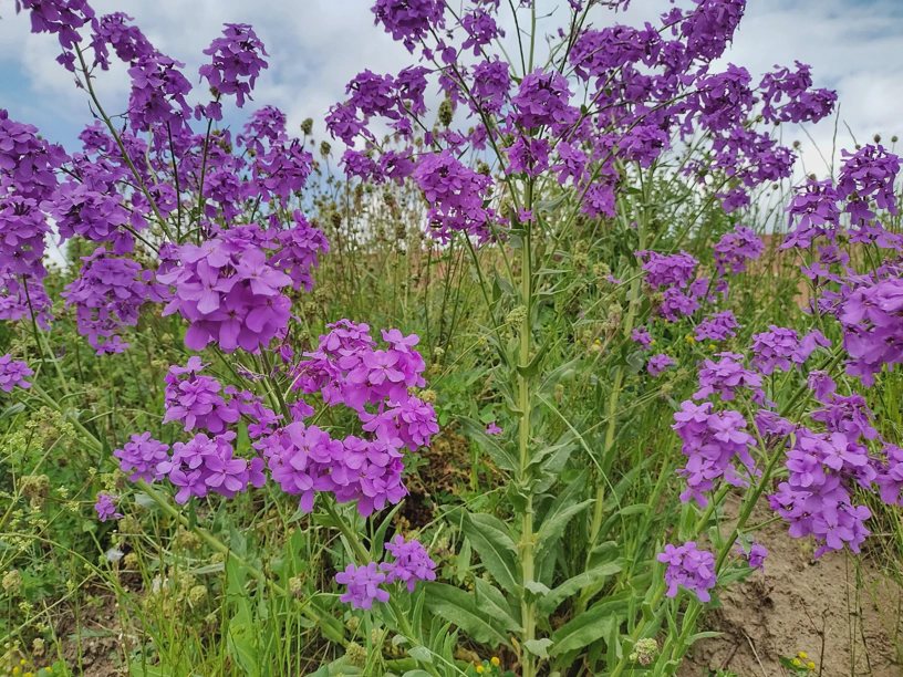 Lila farbene Blumen, keine Ahnung wie die heißen.