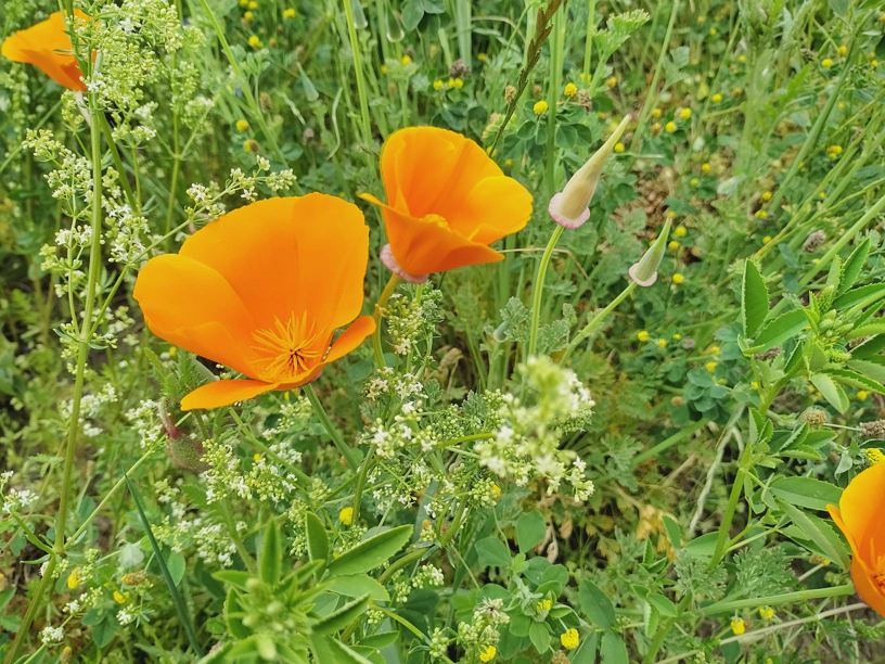 Orange farbene Blumen, keine Ahnung wie die heißen.
