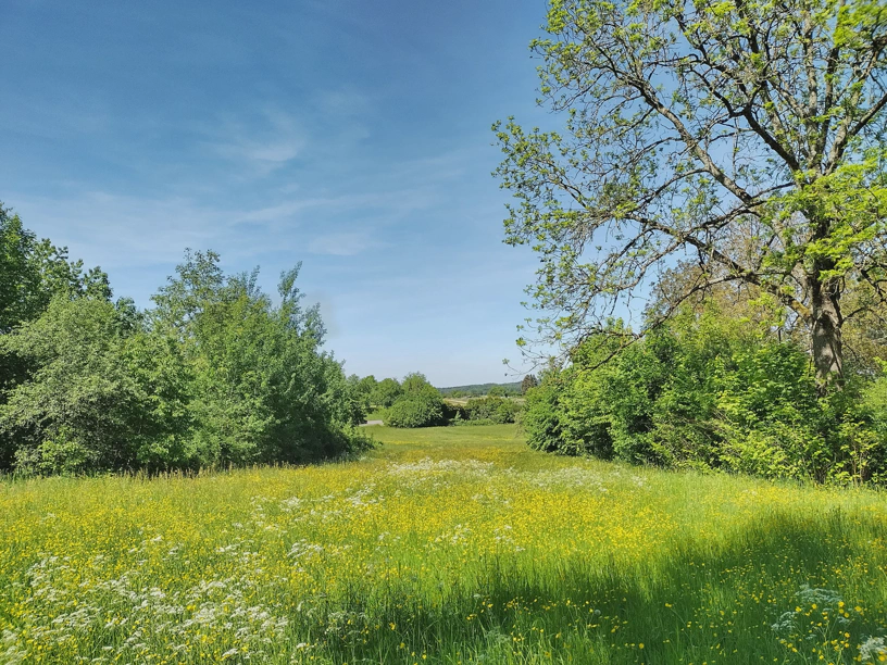 Schöne Wiese mit blühenden Blumen darauf. Links und rechts Bäume, dazwischen schöner blauer Himmel mit ein paar Schleierwolken.