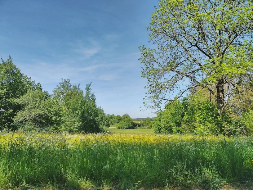 Schöne Wiese mit blühenden Blumen darauf. Links und rechts Bäume, dazwischen schöner blauer Himmel mit ein paar Schleierwolken.