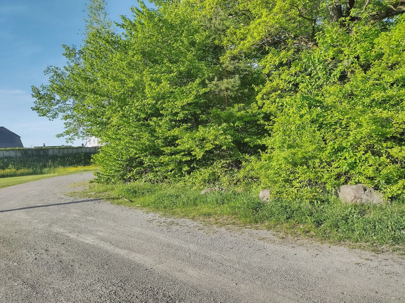Waldrand mit Büschen und Bäumen an einem Weg. Links etwas Himmel und etwas von einer Wiese. Hier stand immer eine Sitzbank vor den Büschen.
