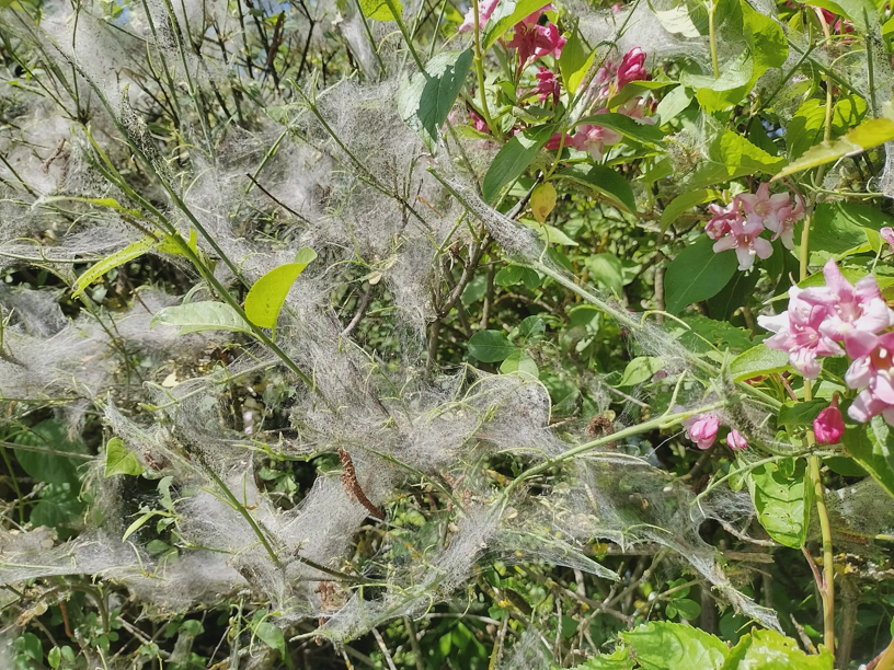 Gespinstmottennester, die ähnlich aussehen wie viele Spinnweben nebeneinander. Alles an einem einzigen Busch.