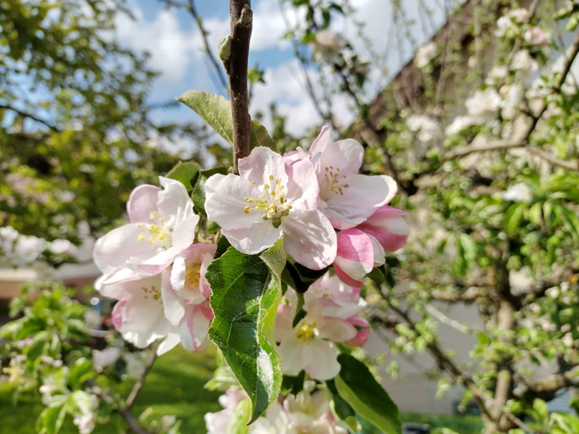 Irgendwelche Blüten an einem Baum. Was weiß ich.