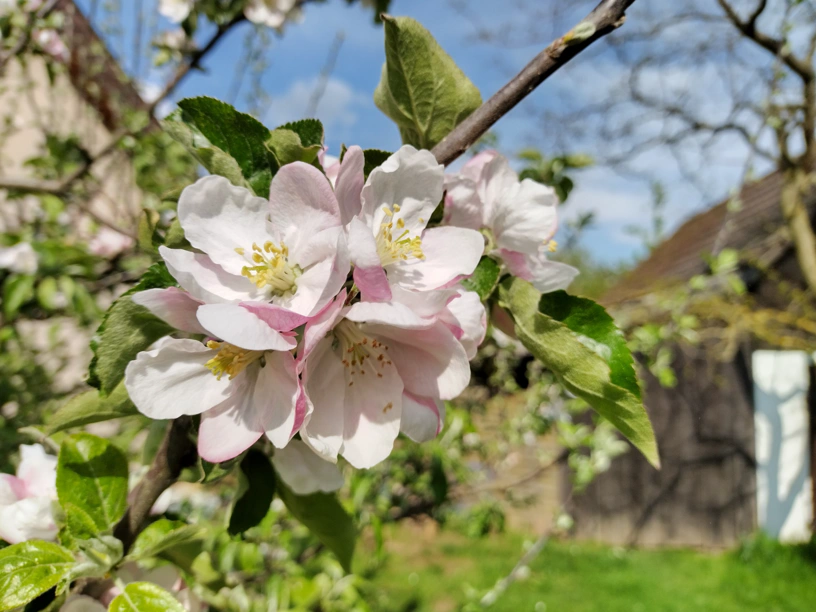 Irgendwelche Blüten an einem Baum. Was weiß ich.