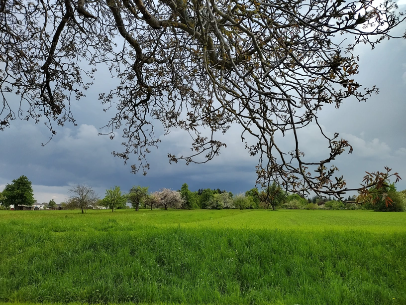 Von oben hängen Baumästelchen herunter, weiter hinten ist eine Wiese und dahinter teils ein Dort und viele Bäume in verschiedenen Farben.