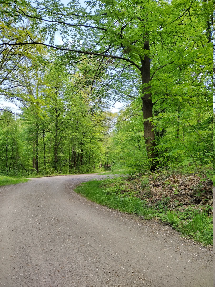 Waldweg mit vielen Bäumen. Im Wald halt.