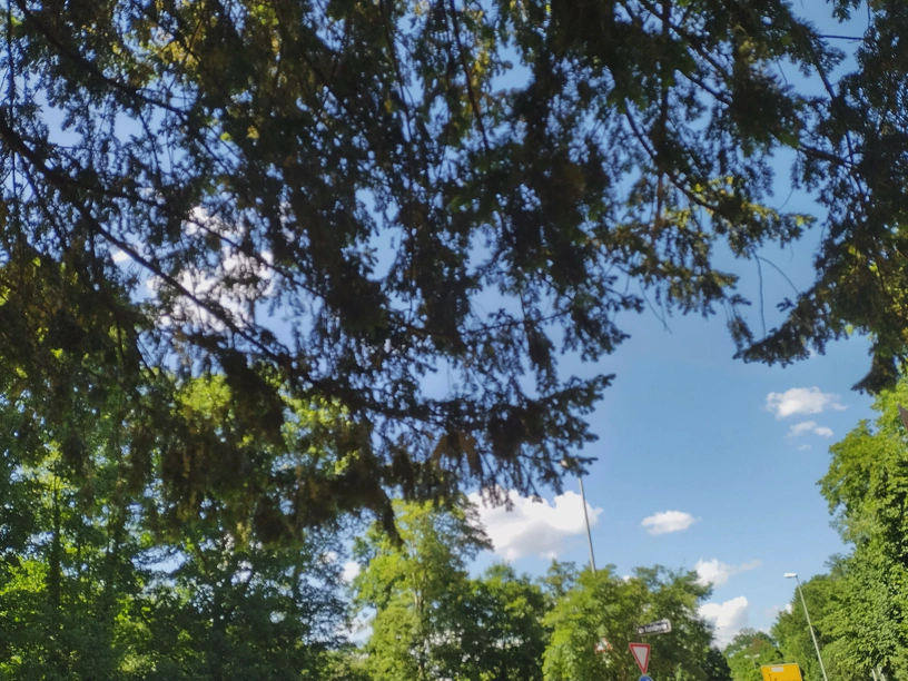 Unter einem Baum sitzend fotografiert. Zu sehen sind andere Bäume in der Umgebung, eine Ortsbeschilderung und ein Vorfahrtszeichen.