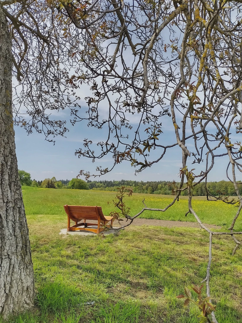 Links Teil eines Baums, von oben hängen Zweige herunter, weiter weg die Pausenbank, dahinter große Wiese und am Horizont der Wald. Dazu schöner Himmel.
