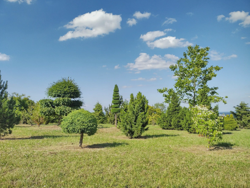 Mehrere kunstvoll geschnittene Bäume und Sträucher auf einer Wiese. Dazu blauer Himmel und weiße Wolken.