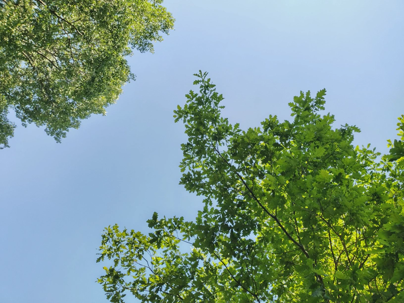 In die Baumkronen fotografiert. Blauer Himmel.