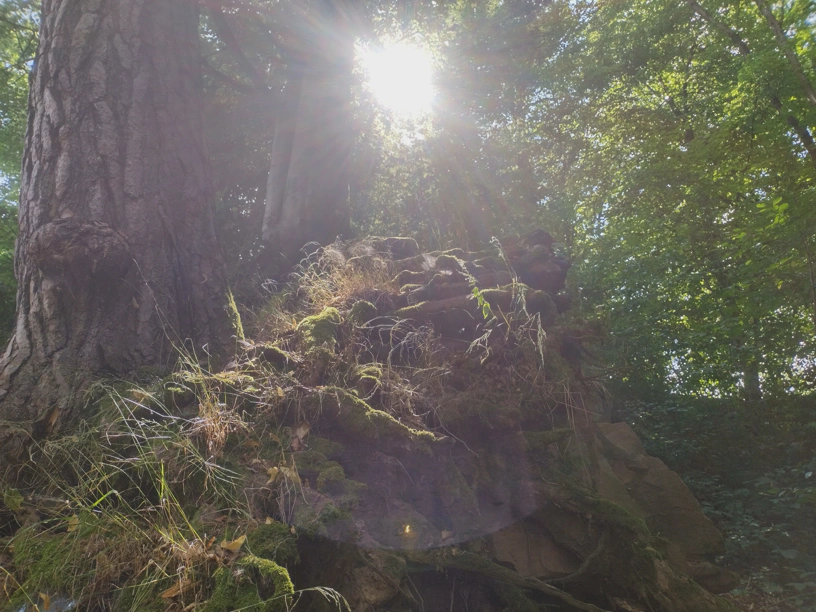Links ein großer Baum, daneben viele aufgeschichtete Steine, oben die Sonne. Dazwischen viele Pflanzen.