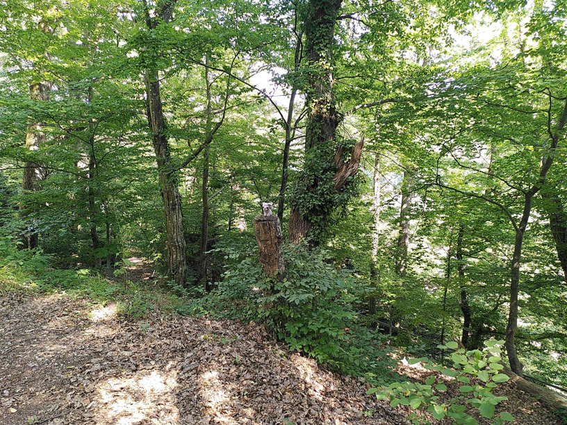 Wald und in der Mitte steht ein Baumstumpf und auf dem steht der kleine Elefant.