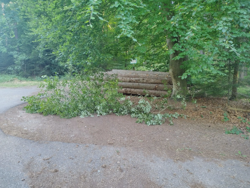 Die abgesägten Teile des Baums liegen jetzt am Waldrand.