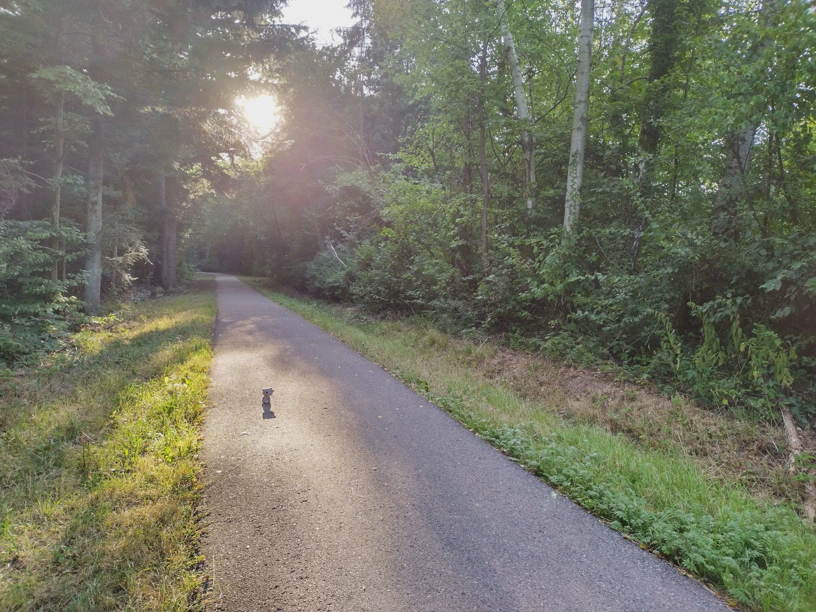 Kagube steht auf einem schön von der Sonne beleuchteten Waldweg. Drumherum schöner Wald.