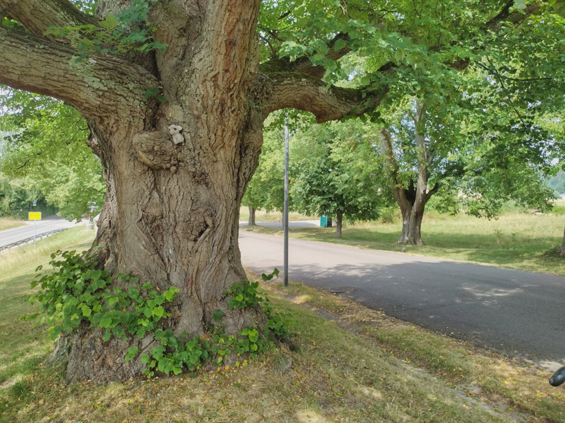Ein Baum und der kleine Elefant hängt mitten drin an der Rinde.