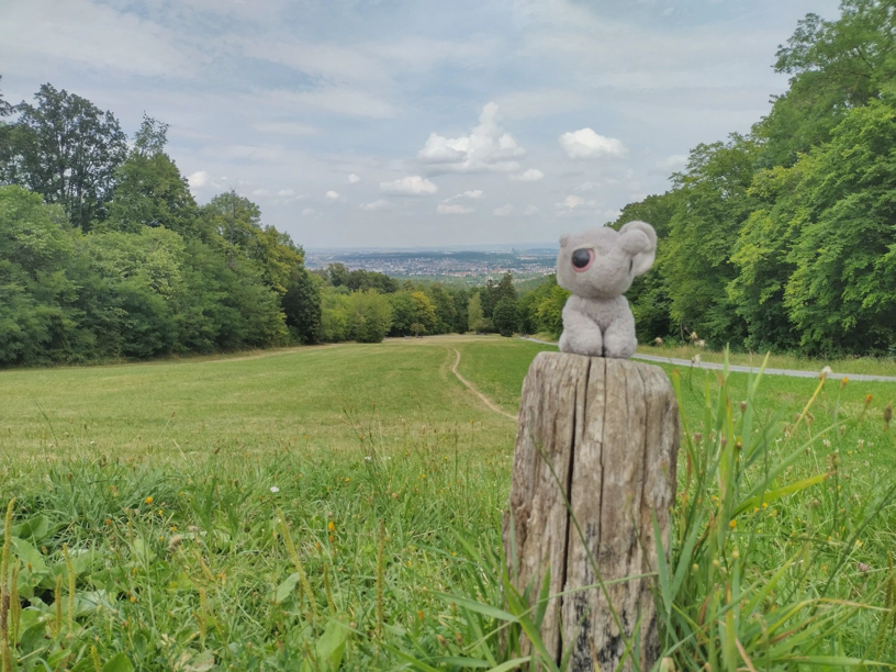 Kagube auf einem Baumstumpf. Dahinter Wiese, Wald und weit weg Stuttgart.