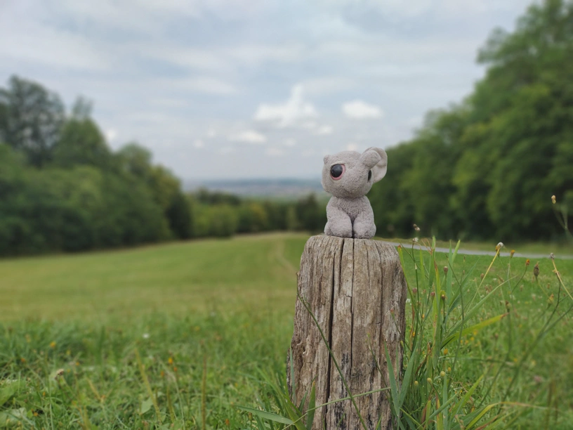 Kagube auf einem Baumstumpf. Dahinter Wiese, Wald und weit weg Stuttgart.