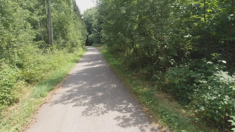 Asphaltierter Weg durch den Wald. Lichtdurchflutet.