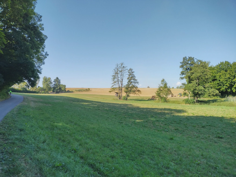 Grünes Feld im Vordergrund, gelbbraunes im Hintergrund, links ein Baum vom Wald, mittig ein paar andere Bäume.