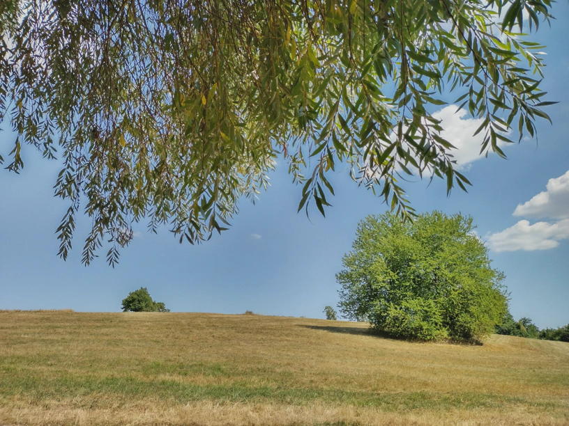 Kleiner Berg mit rechts einem großen Baum und links hinten einem kleinen Baum, die Wiese ist gelbbraun, von oben direkt über mir hängten Äste einer Weide hinunter und es ist blauer Himmel zu sehen mit ein paar weißen Wolken.