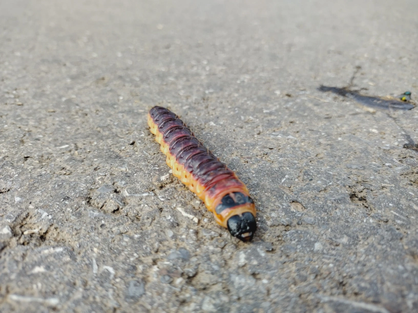 Raupe auf der Fahrbahn von vorne fotografiert.