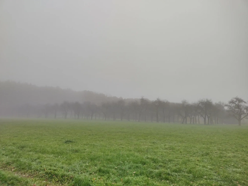 Wiese mit Bäumen und Nebel.