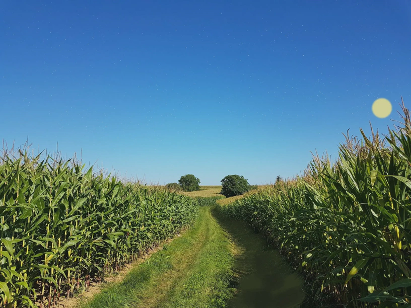 Sonne und Sterne in ein Foto eines Maisfelds und blauem Himmel.