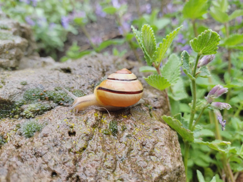 Eine Schecke auf einem Stein.