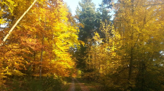 Photography: Golden trees…