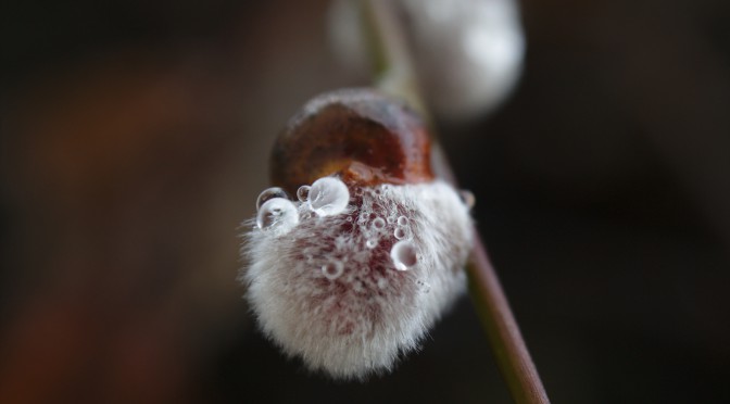 Fotografie: Makroaufnahmen von irgendwelchen Dingensbla mit Wassertropfen…