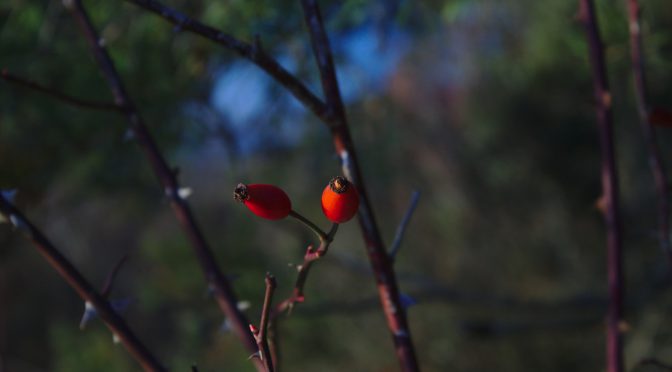 Fotografie: Herbst/Winter 2016