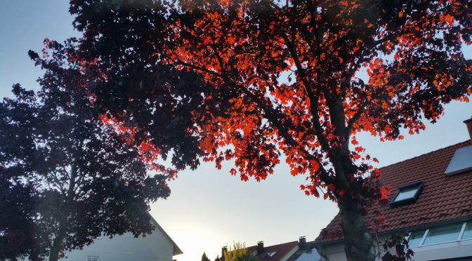 Snap 066 – Roter Baum