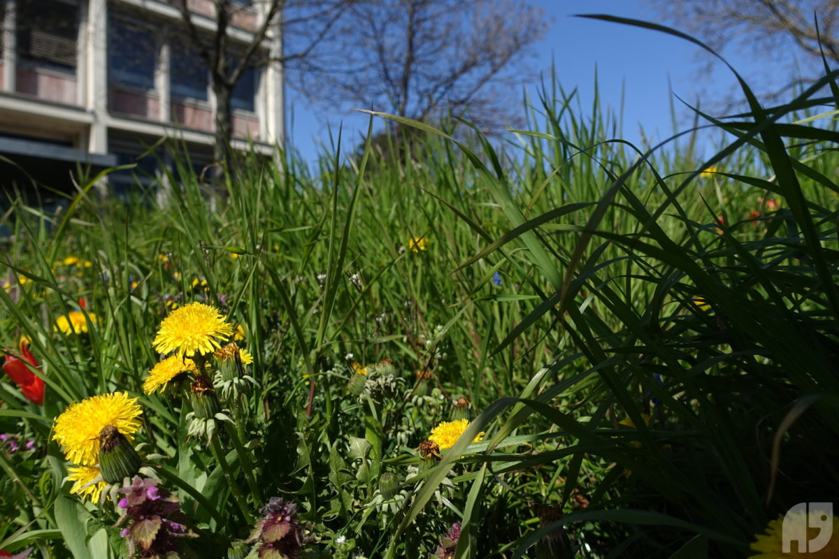 Blumenwiese